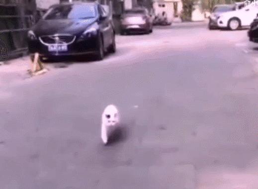 两只猫打架喵星人殊死搏斗满嘴毛,两只猫打架互拔胡子