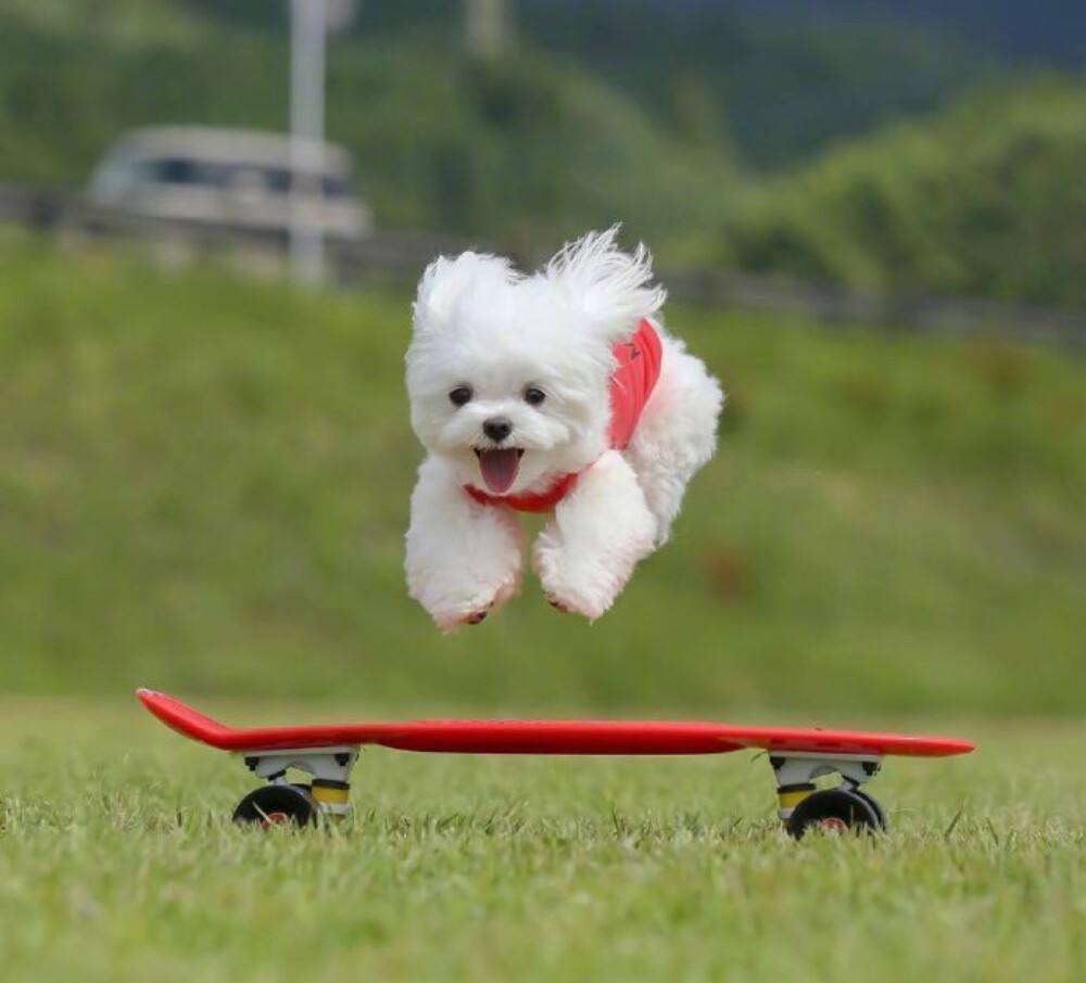 狗狗不来例假了是怎么回事啊,狗狗会不会来姨妈