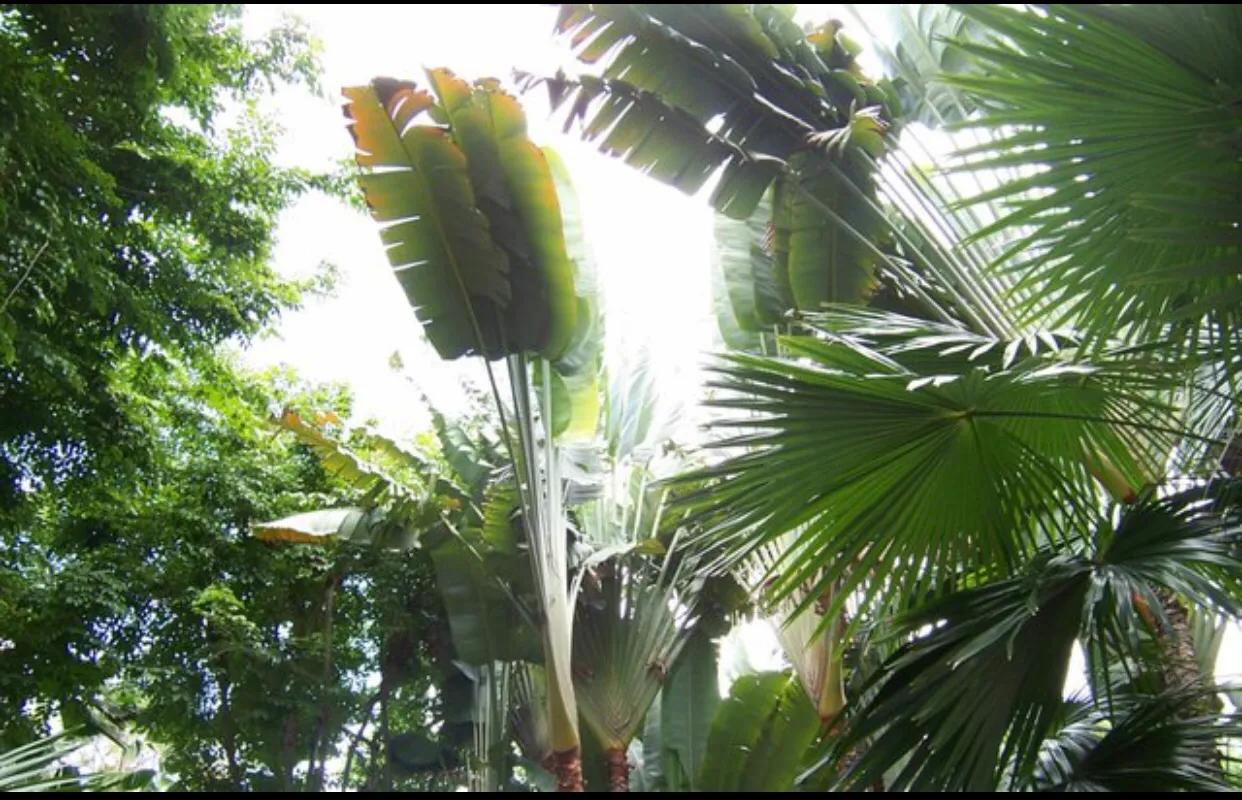 疫情期间提升免疫力的心态,疫情期间强身健体提高免疫力