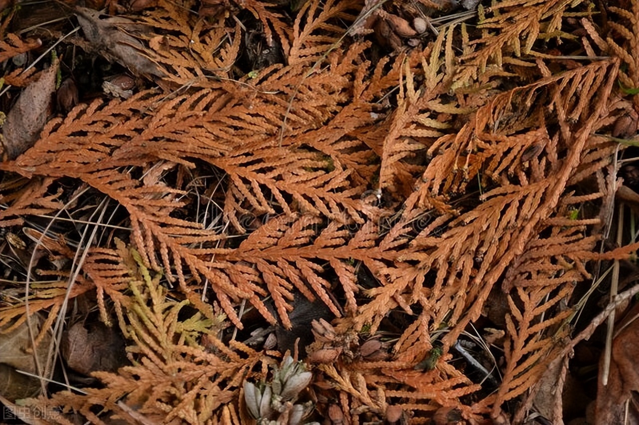 中医治疗缺血性股骨头坏死偏方,股骨头缺血性坏死中药方剂