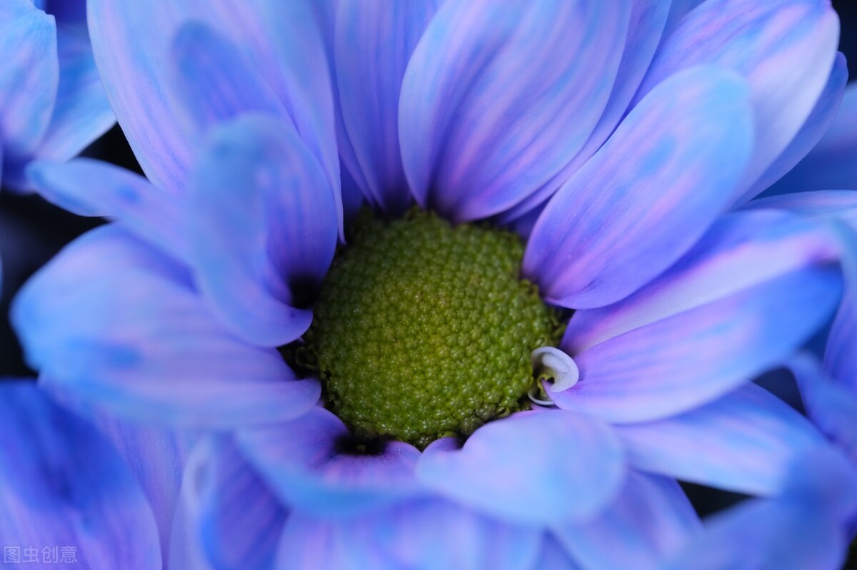 西厢记中听琴,《西厢记》昆曲听琴