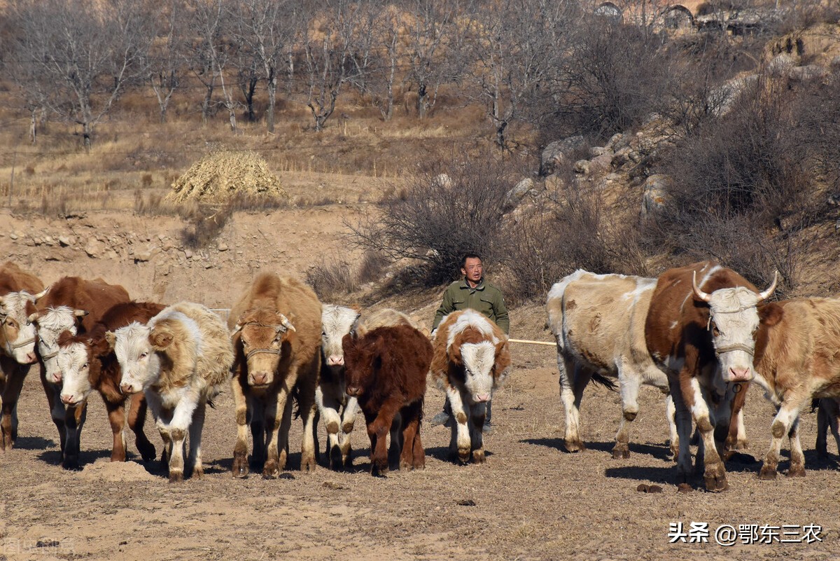 牛价14块养牛还有钱赚吗,牛价行情低迷养殖户如何保证收益