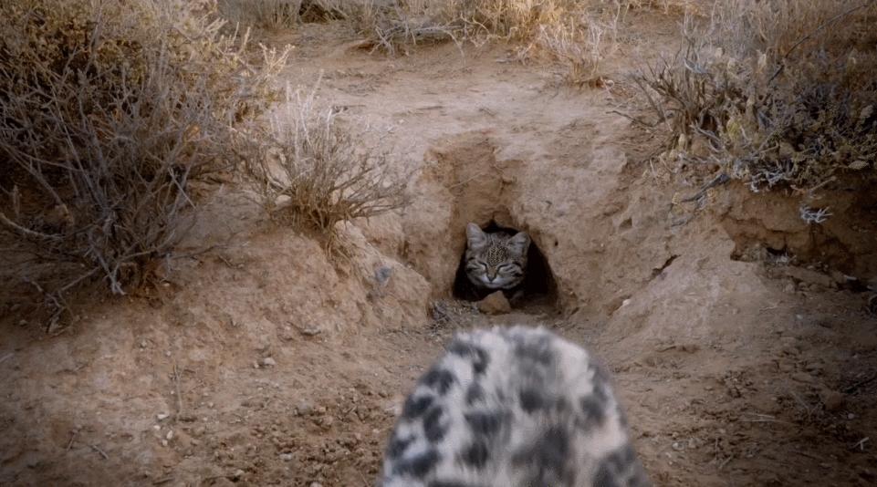 狸花小猫咪可爱视频,狸花短腿小猫咪可爱又萌的视频