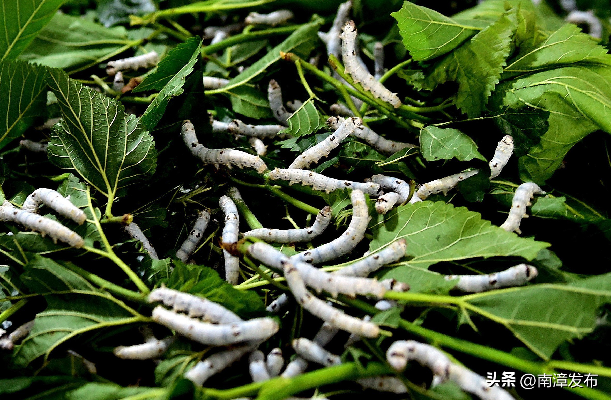 学习强国丨湖北南漳：小蚕共育送到户铺就致富“新丝路”