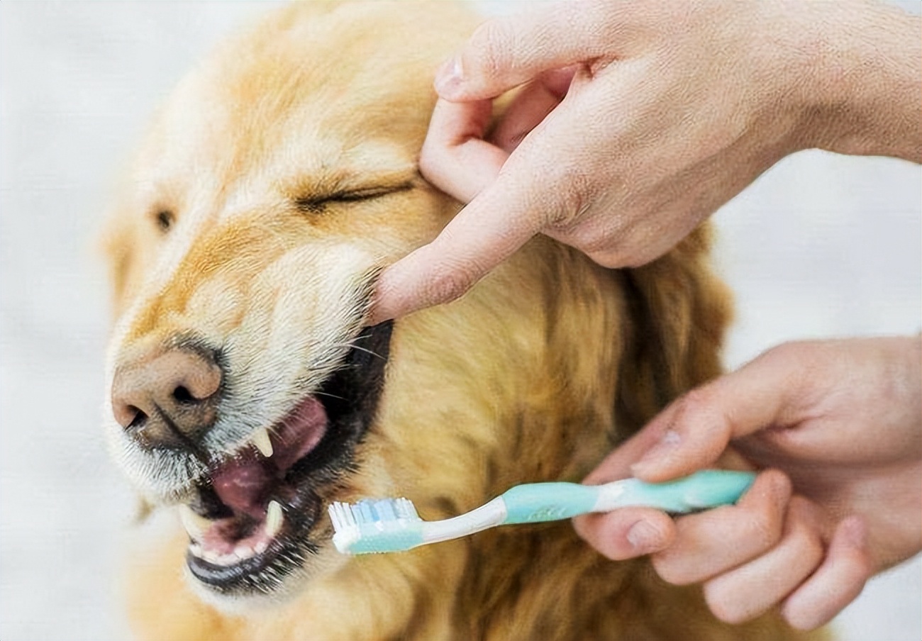 新手养狗100句口诀,土狗新手养狗基础知识