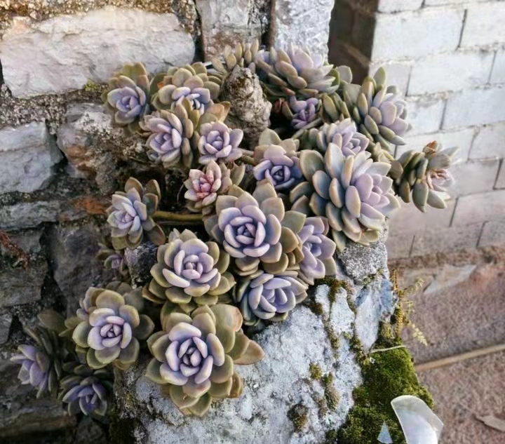 在别人家房顶上捡免费的多肉,农村里捡野生多肉