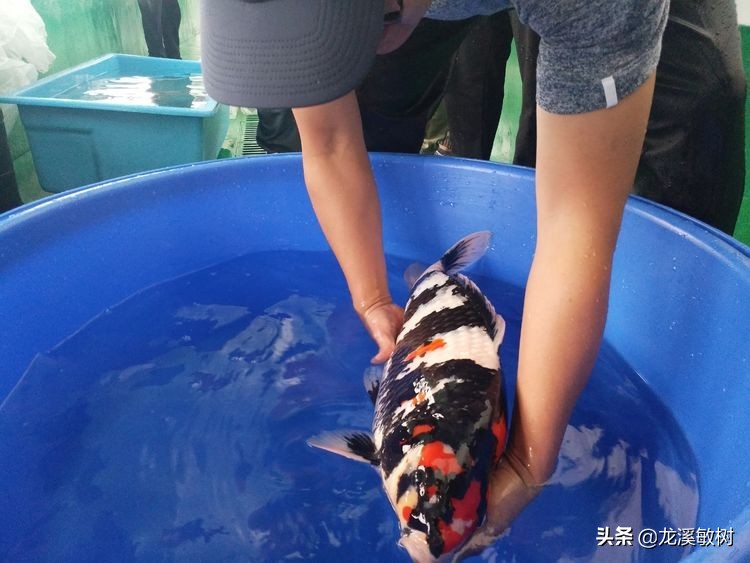 锦鲤分多少种什么样的锦鲤最好养,锦鲤要怎么选才能选到好的锦鲤