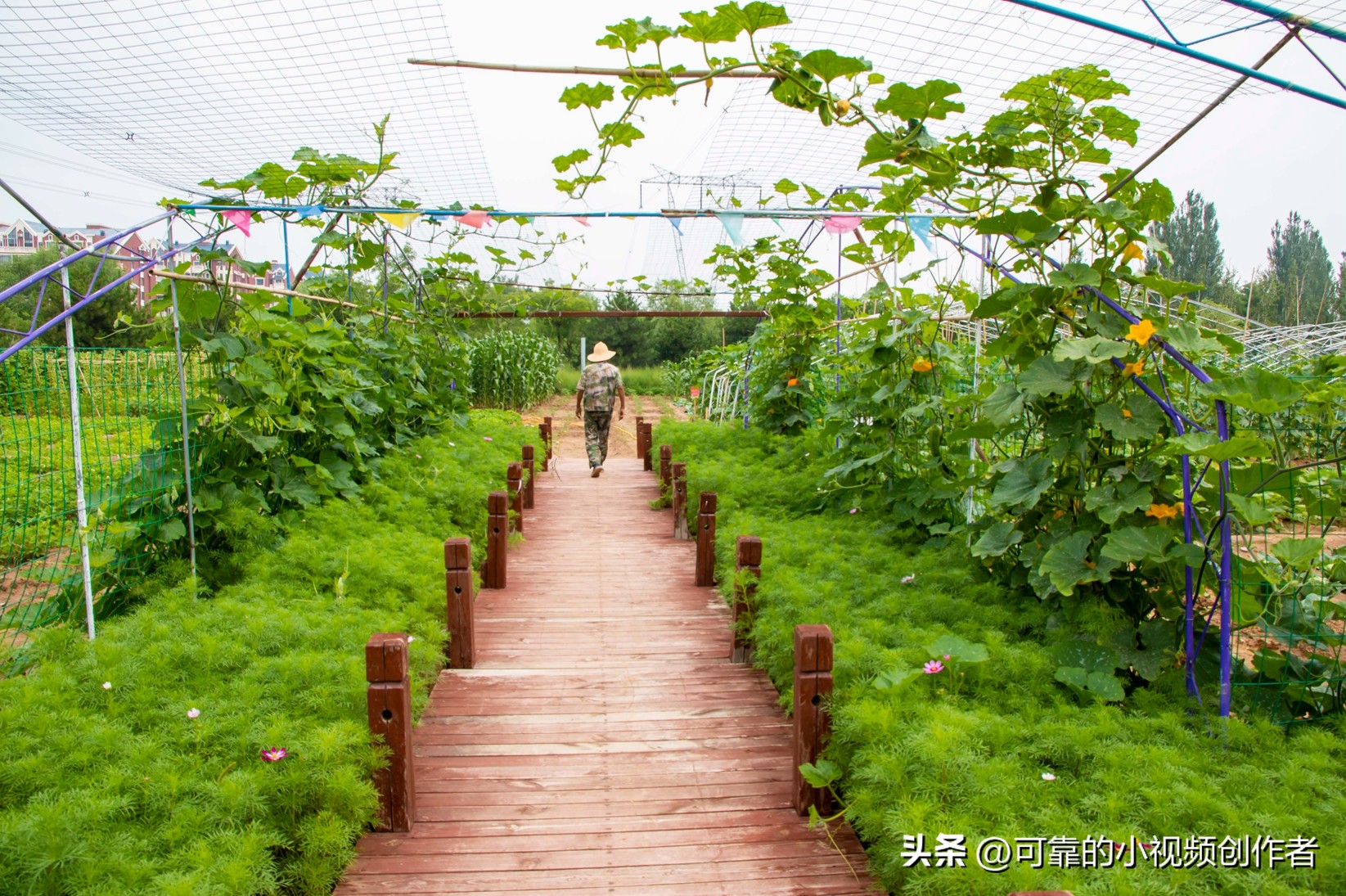 洱海康养度假,康养乡村美景