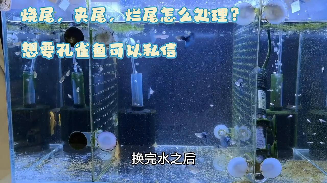 孔雀鱼烂尾怎么治效果好呢,孔雀鱼烧尾烂尾怎么给鱼缸消毒