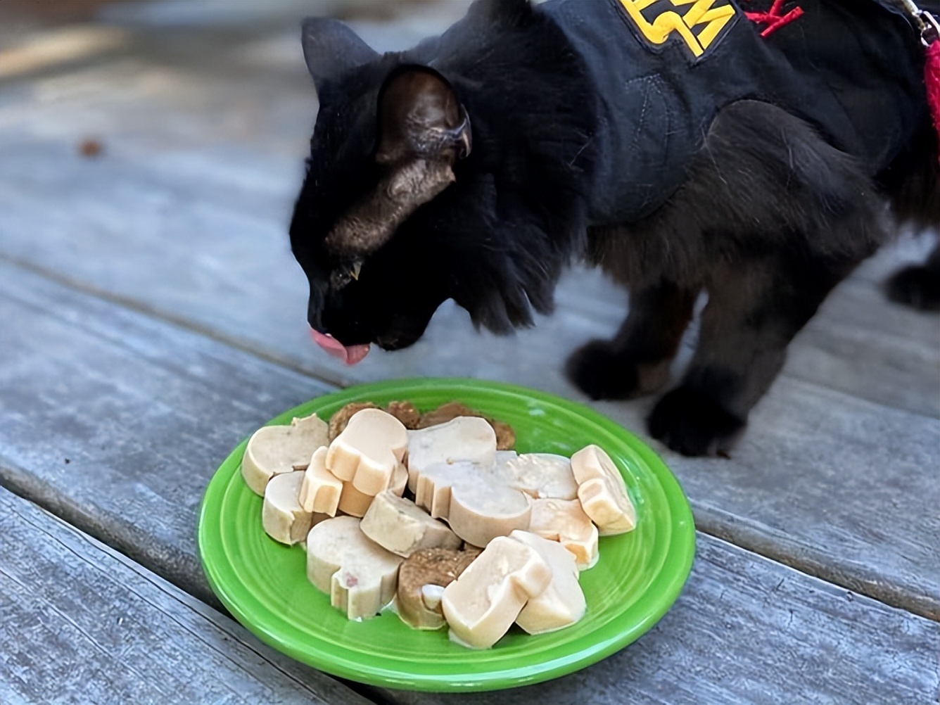 猫狗太臭了怎么办,为什么猫狗夏天不热