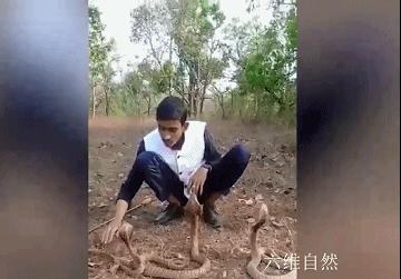 想舞三条眼镜蛇？印度一男子反被眼镜蛇咬伤，使用了多瓶血清救助