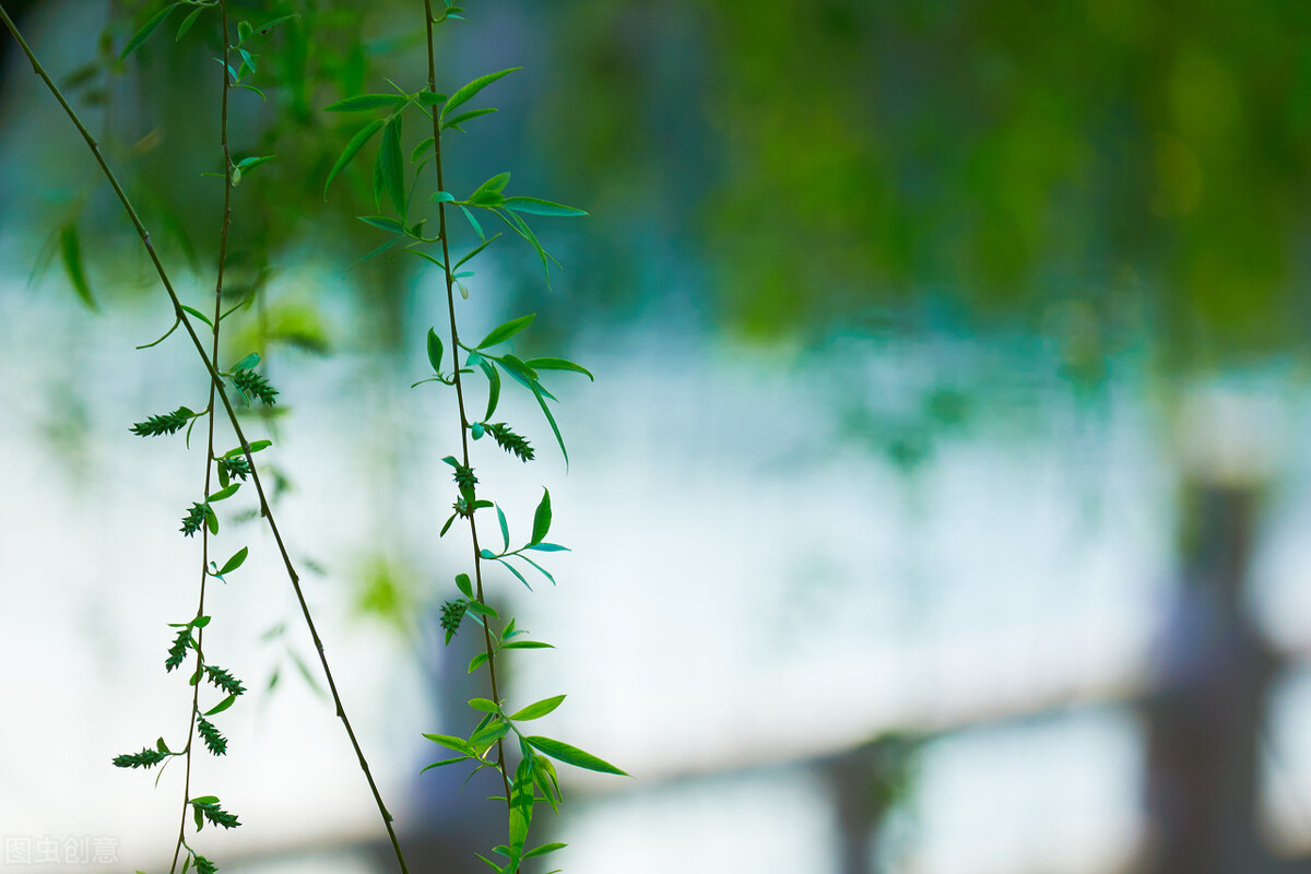 写柳树最经典的古诗词,关于柳树的诗句都有哪些