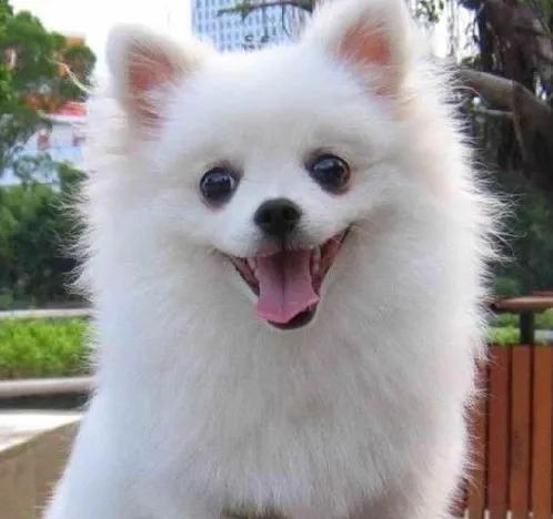 养狗治愈生活的苦,养狗的乐趣和烦恼全集