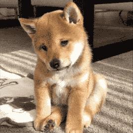 狗狗分离焦虑太严重,狗狗分离焦虑一不在家就拆家