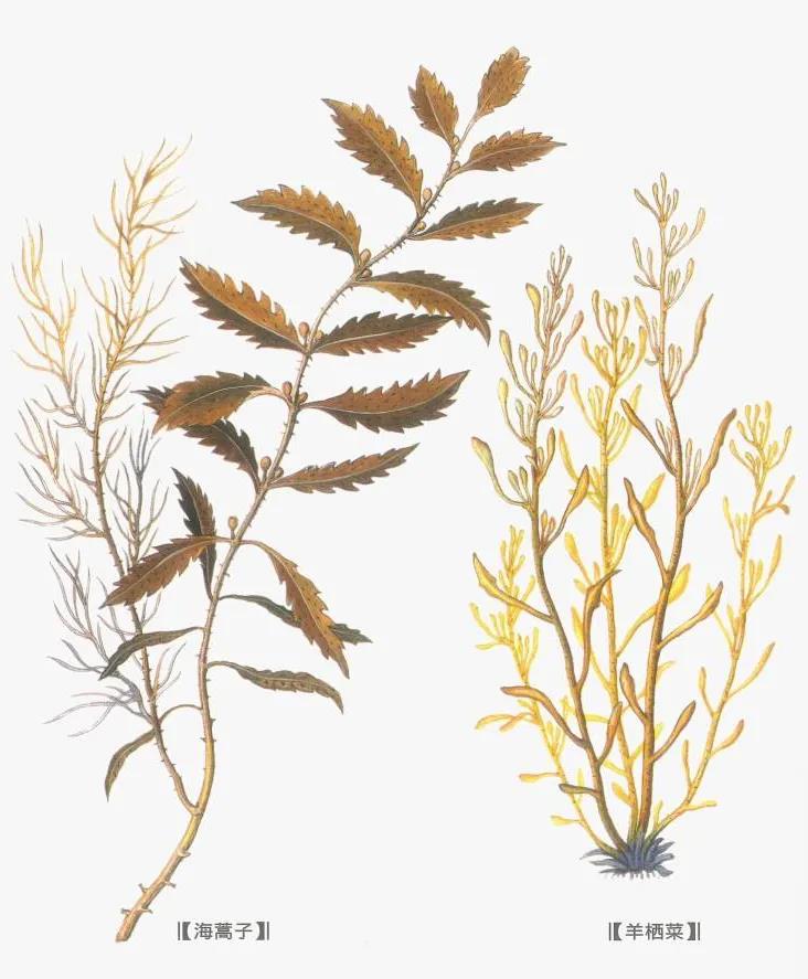 中药海藻功效与作用,中药海藻的煎煮方法