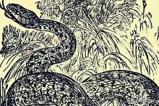 民间故事养蛇女人,民间蛇故事全集