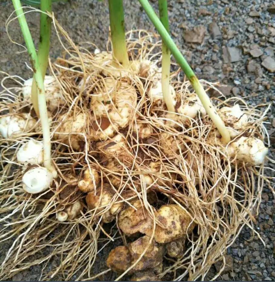 买这种野草一年赚200万 (一年赚200万的野草)