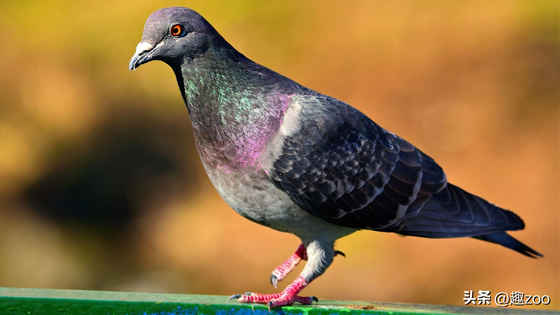 家庭宠物哪个好养活,好玩又好养活的宠物