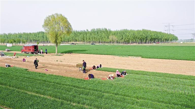 9亩韭菜一年利润,种植韭菜致富