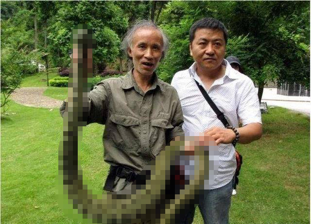 100元一条小青龙,中国毒蛇小青龙