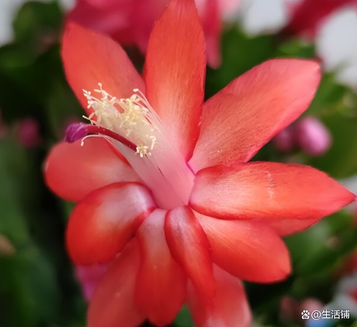 蟹爪兰烂根最好的处理方法,蟹爪兰烂根的补救方法和注意事项