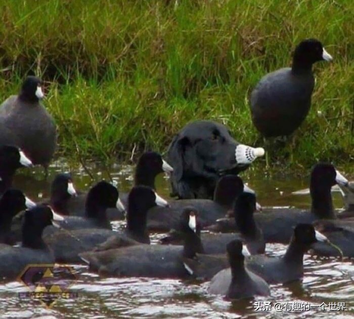 偶然记录的33个瞬间，初看很困惑，看懂后又觉得很妙