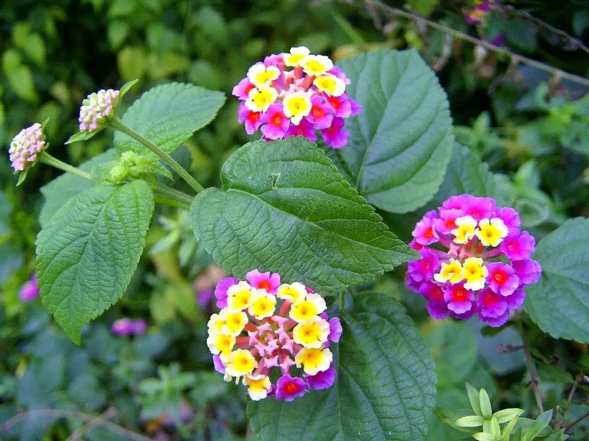 石楠花那么臭为什么要种那么多,石楠花到底是什么