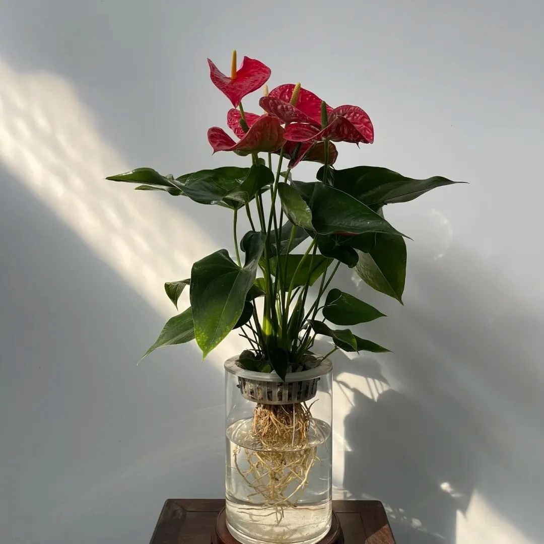 养花公认最美4种花满屋飘香,什么花可以给家里带来阳气好运