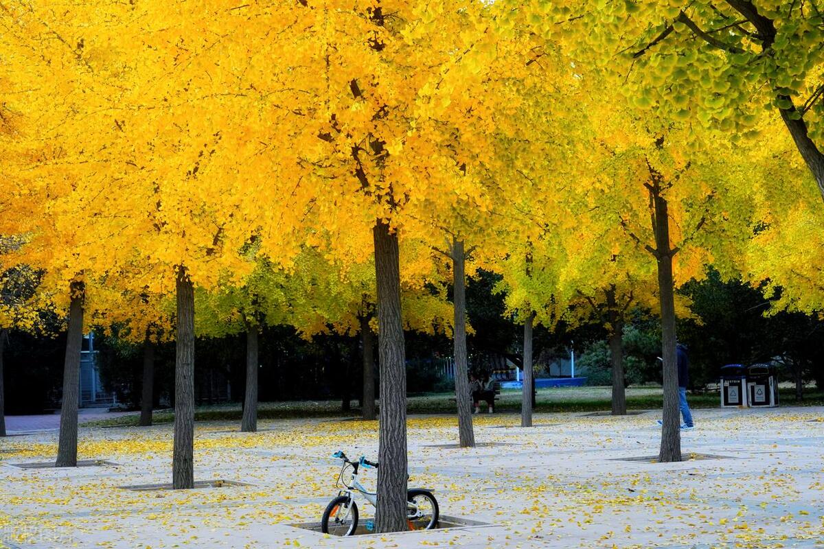 朝阳区文旅局,北京朝阳区文旅局电话