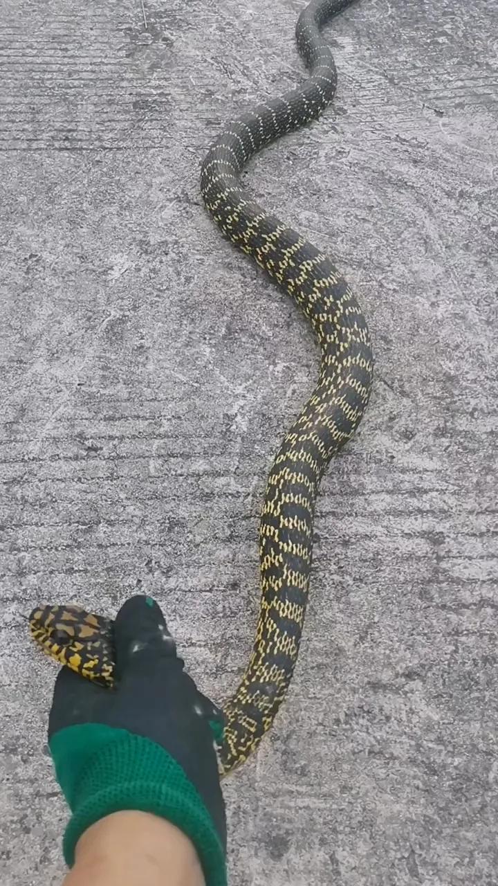 大王蛇属于小型蛇还是大型蛇,大王蛇为什么各种蛇都怕