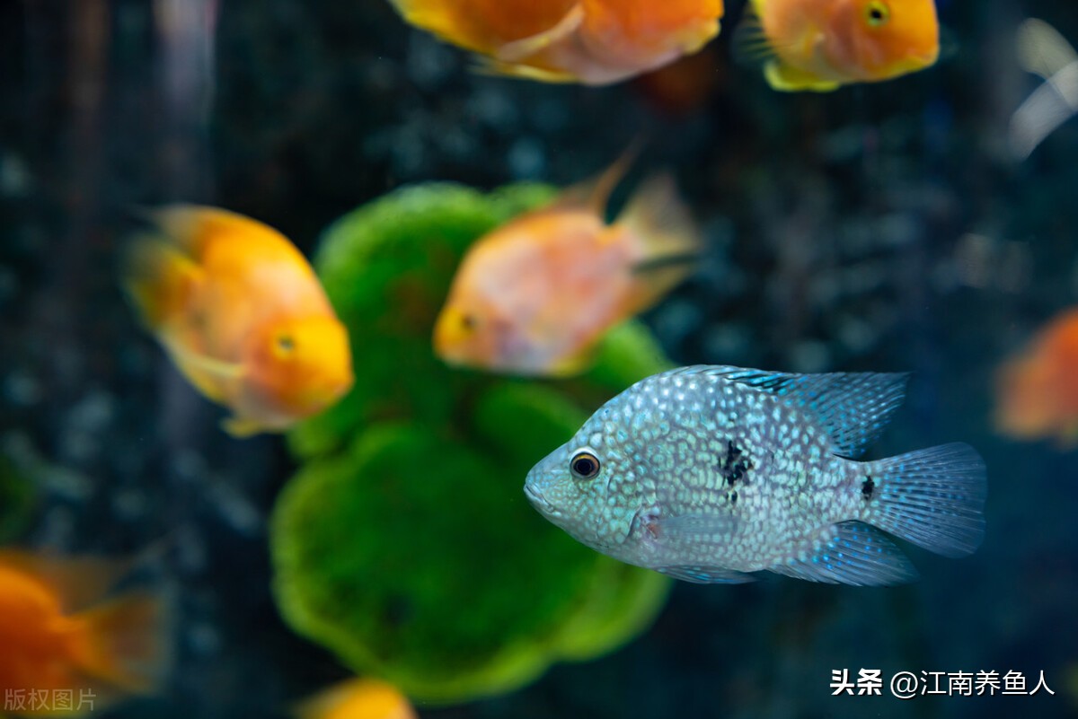 鱼缸滤材多久清洗一次怎么清洗,鱼缸过滤滤材多久清洗一次