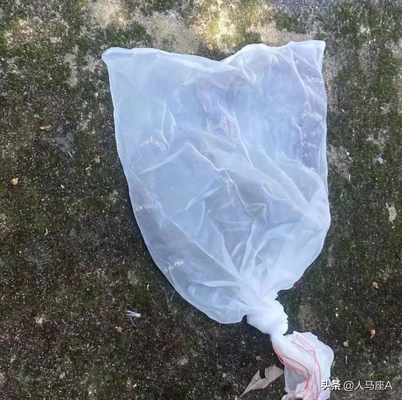 广东一家里出现3米长眼镜蛇,250厘米长眼镜蛇潜入家中惊心动魄