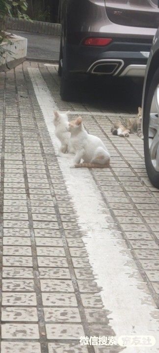 附近宠物店免费领养狗狗,附近宠物店领养狗狗同城