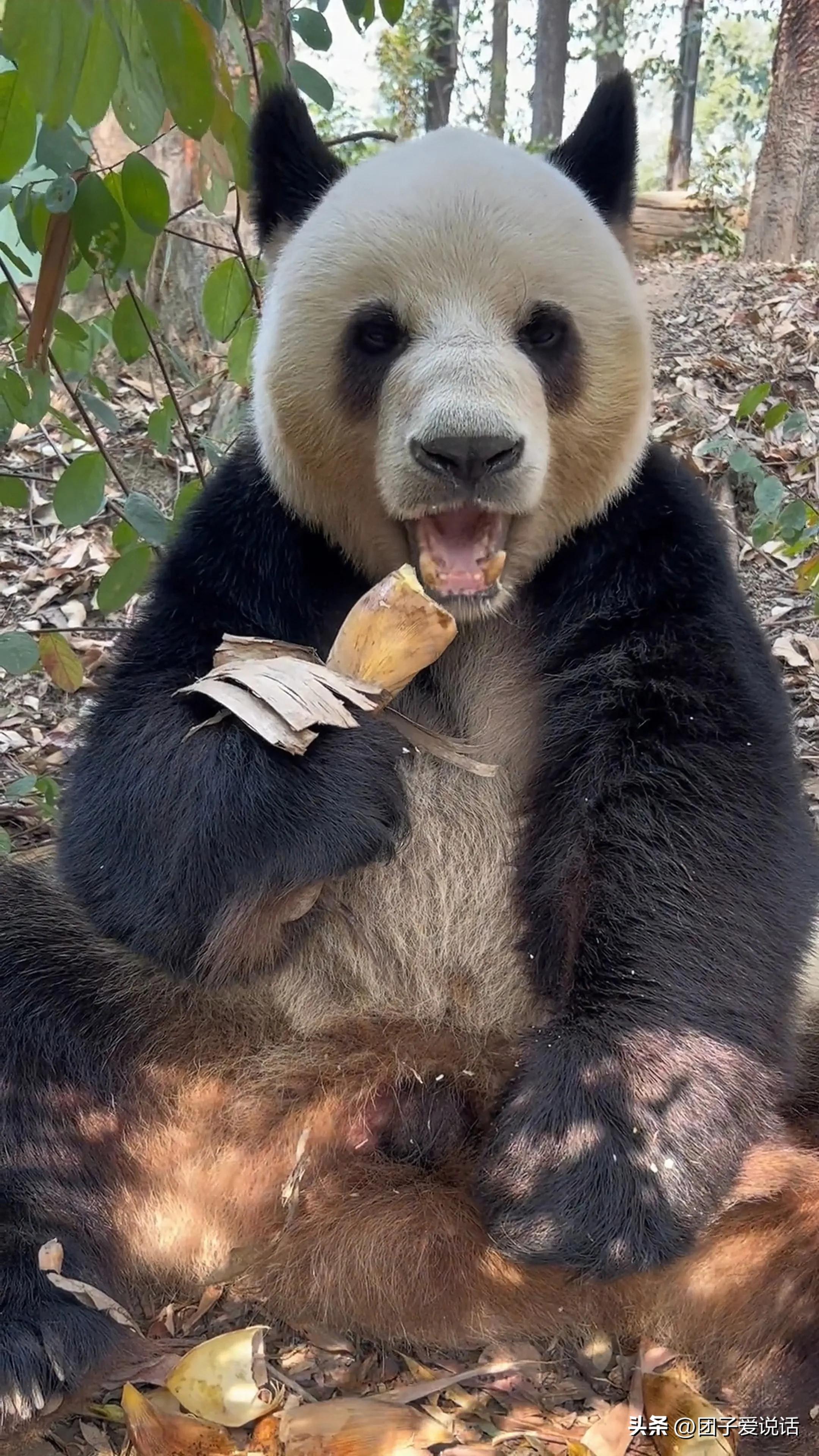 广东广州长隆动物世界看大熊猫,认识成都大熊猫