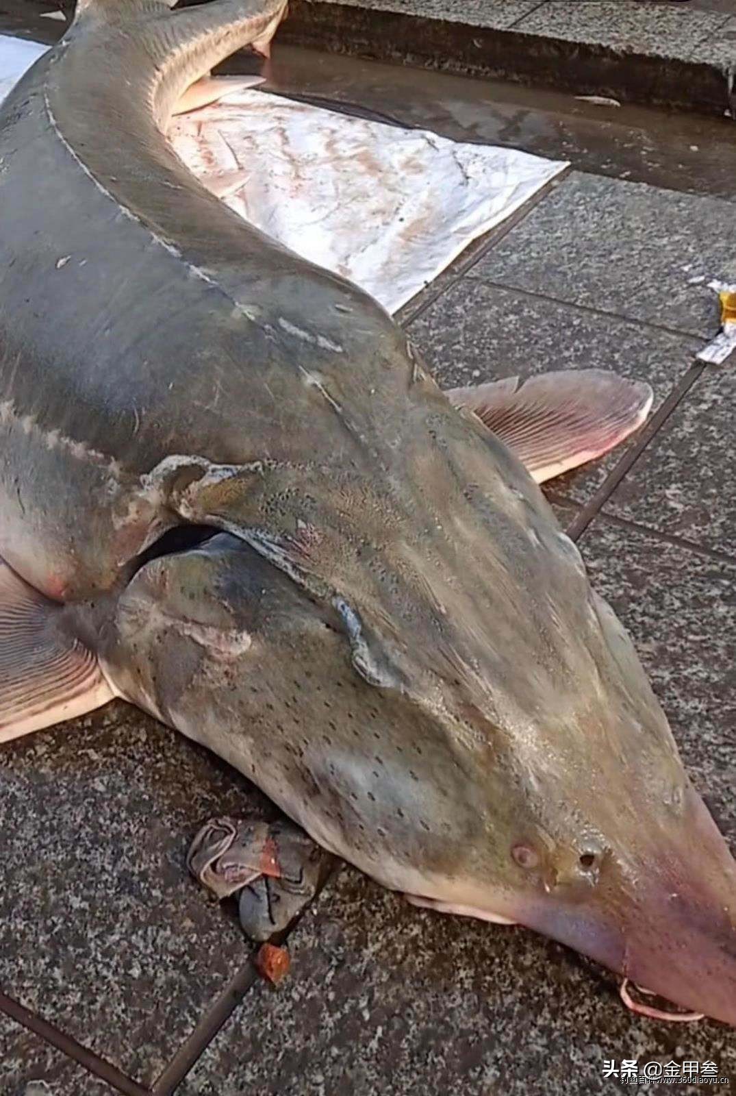 正宗老东北美食,二十多年的老东北美食