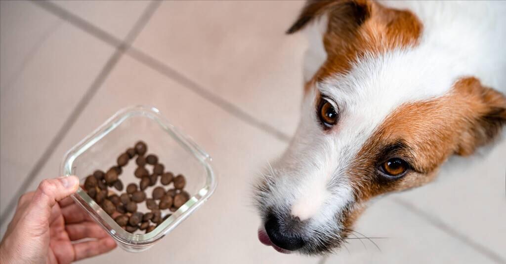 狗狗眼屎多怎么解决,狗狗精神萎靡眼屎多