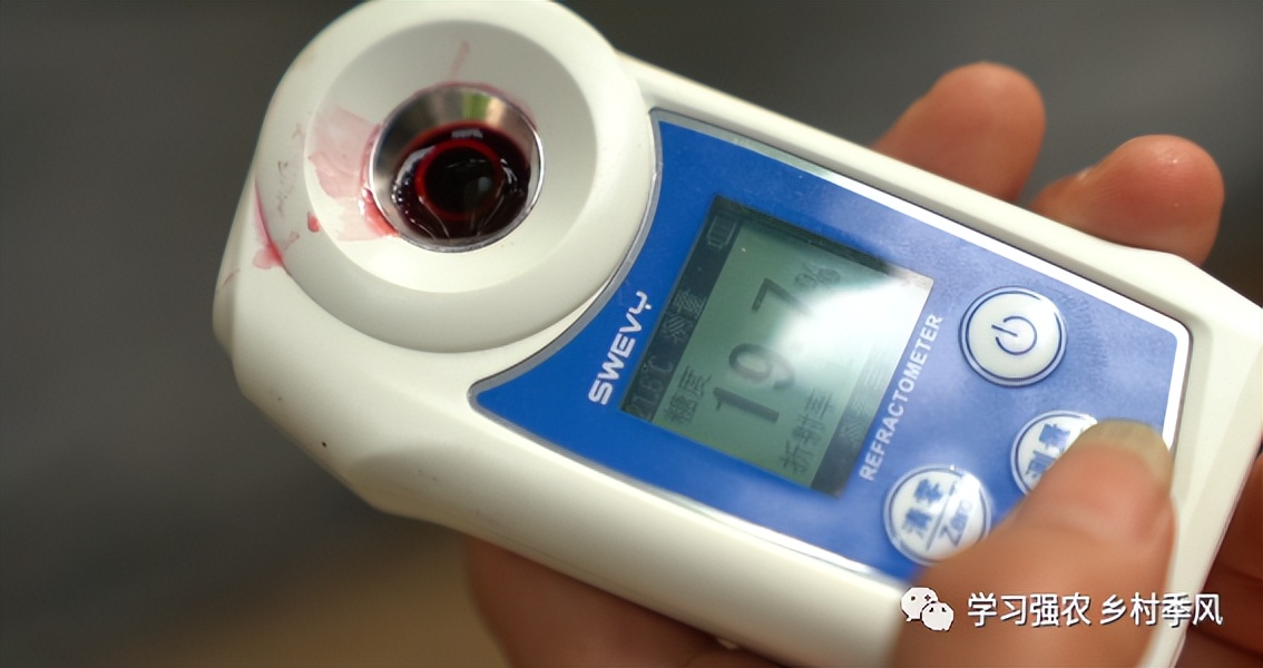 大棚樱桃还有发展趋势吗,大棚樱桃错时上市反季节