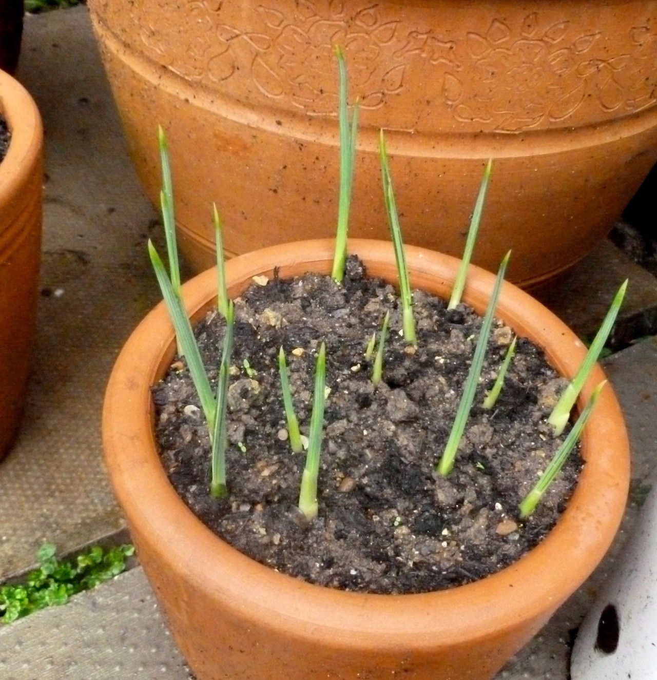 种球一年四季开花品种有哪些,硬根花卉种球大全图解