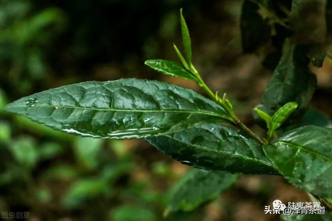 “自古名寺出名茶”，什么样的茶才能称为禅茶呢？