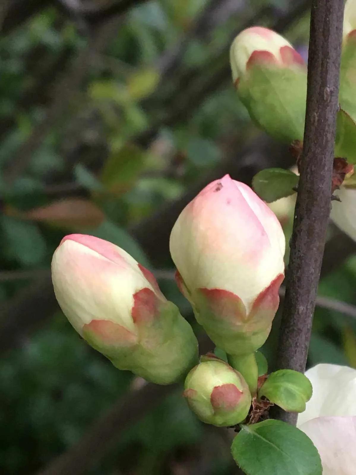 近代四大买办 (近代买办阶层的形成发展和衰落)