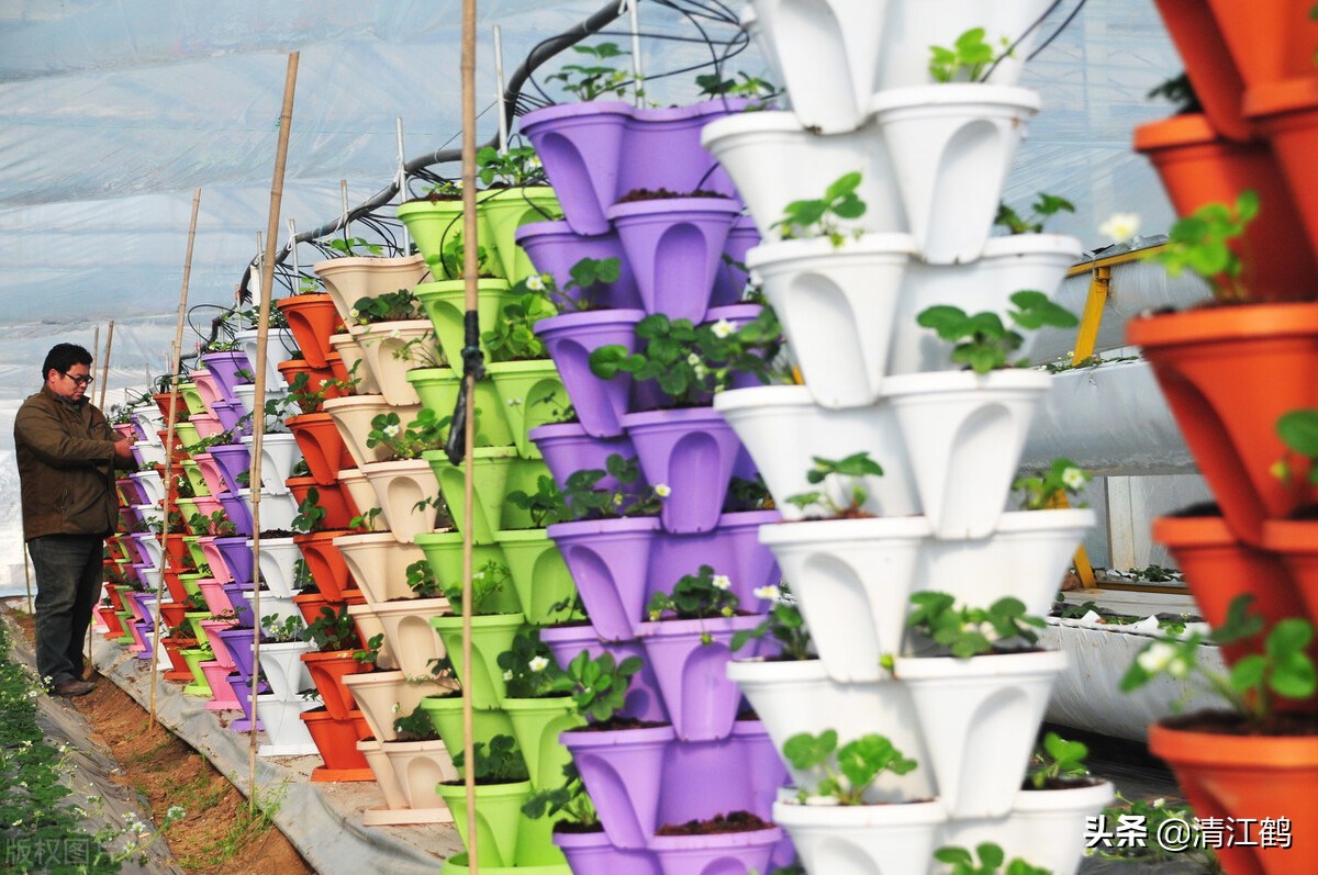 作物种植重茬怎么办,农田重茬怎样防治