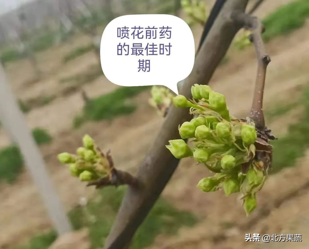 北方果蔬——日韩系梨花前用药安排