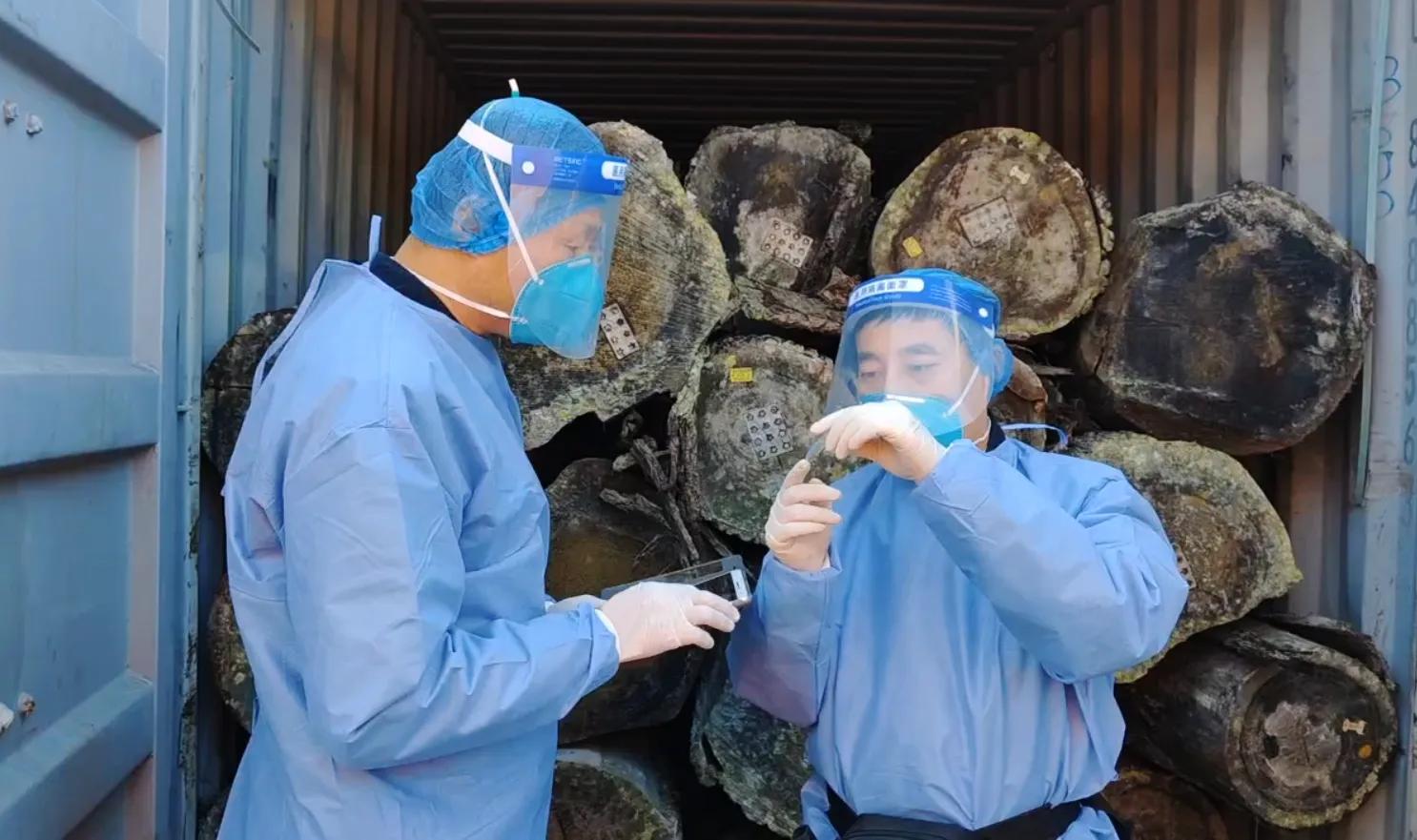 黑寡妇蜘蛛海关查获,截获黑寡妇蜘蛛