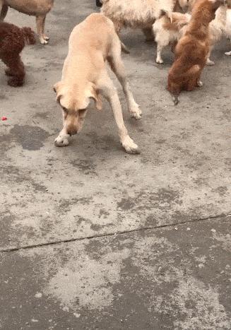 狗狗的这几种行为最容易被误解,狗狗有哪些特征说明它很委屈