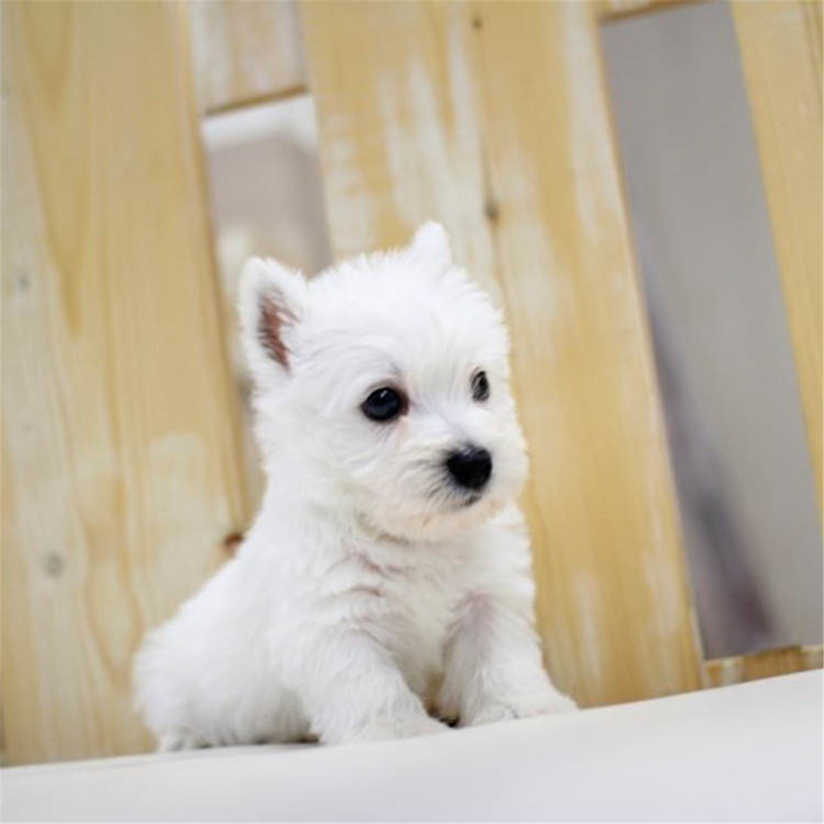 西高地白梗价格多少钱一只？鉴定西高地的四种方法？