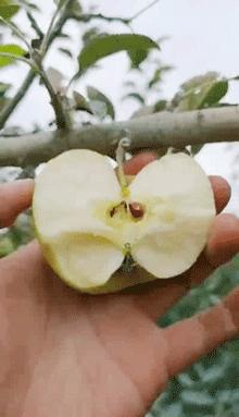 进口苹果爱马仕,苹果中的爱马仕是什么苹果