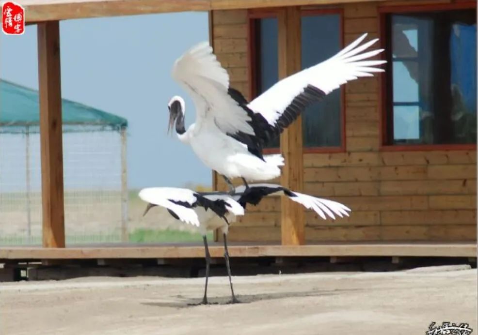 中国古代经典花鸟画鉴赏,古代写实的花鸟画