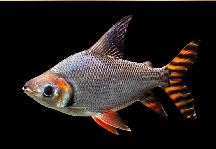 龙鱼缸下面混什么鱼,龙鱼缸里配什么鱼