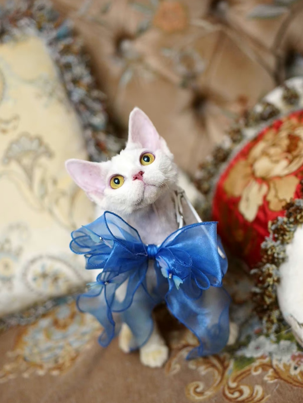 德文卷毛猫显脏的颜色,德文卷毛猫重点色会变黑吗