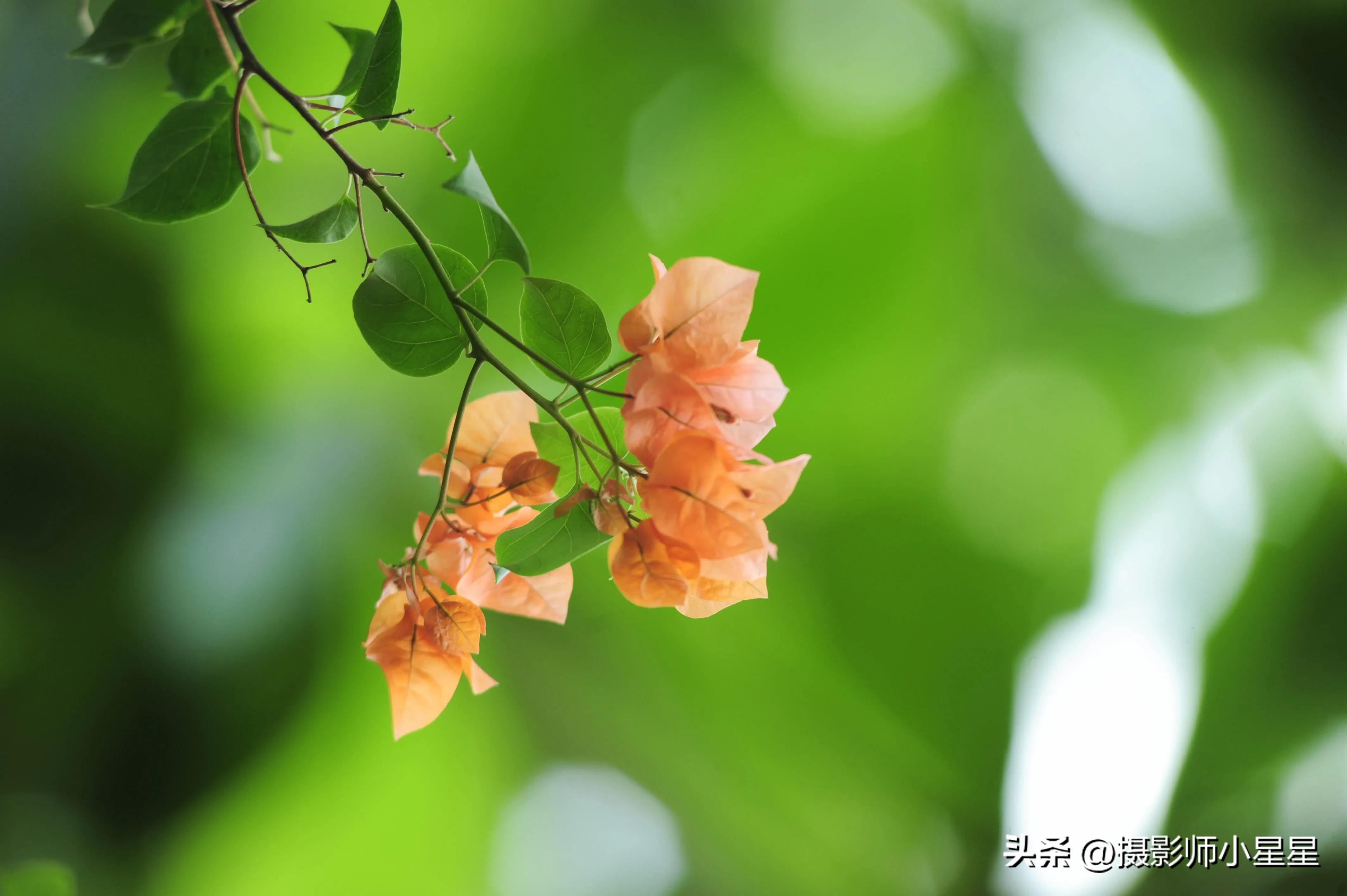 夏天绿色之美,夏天的绿色之美